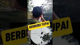 BERBURU #tupai #pemburu #bedilers #berburu #hunting #trendingshorts #shortsviral #survival #fyp