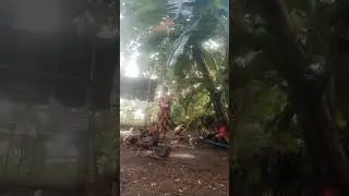 Feeding Native Chicken in our backyard.🐓🐓🐓🐔🐥