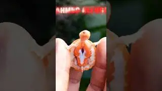 animal small to large #animals #pets #shorts