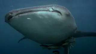 Diving Raja Ampat to Triton Bay, February 2026