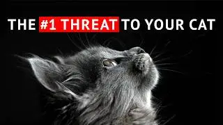 8 MISTAKES That Are Slowly Killing Your Cat. Are You Making Them?