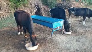 Cow and buffalo videos | Amazing Buffalo | cow and buffalo life l Buffalo Videos #wildlife​​ 
