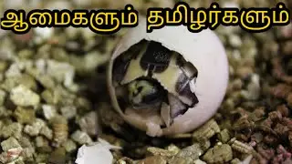 TURTLE | ஆமை
