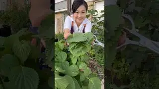 Perilla leaves dumplings