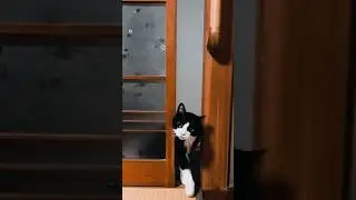 I open the door at home #cat #cats #funny #reels #catvideos #animals #funnycats