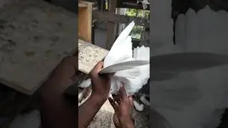 Pigeon Kabutar lover video #explorepage #birds #pigeon #birdspecies #animalshorts #kabutar #viral l