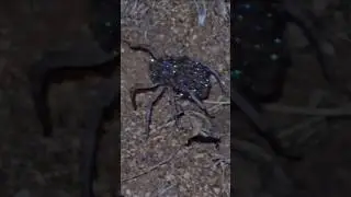 Don&rsquo;t Smash That Glowing Spider You&rsquo;ll Regret It!