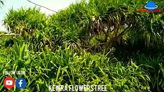 Kewra Flower Tree #Pandanus
