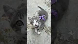 Adorable Adventures: Introducing My Kitten to Her Travel Harness! #kitten #shorts