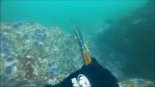 Blue Perch and Sargi in Dirty Water