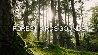 Sunny Forest Ambience (4h, 4K) &ndash; Birds Chirping, Calm Nature Sounds & Relaxation