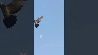 roal pigeon. short video ..❤️💯