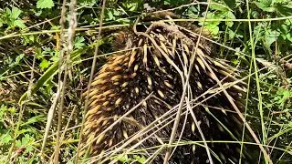 rare wild echidna sighting in Australia (February 17th, 2025)