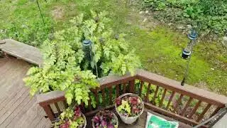 Mavic Pro Live Stream
