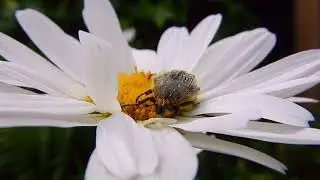 Trauer-Rosenk&auml;fer faucht