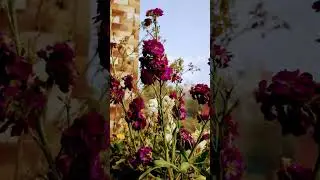Beautiful Purple Stock Flower #naturetreasure #flowers