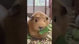 Sweet Guinea pig Potato enjoying dinner