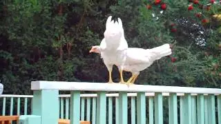 Chickens CAN Fly!!!