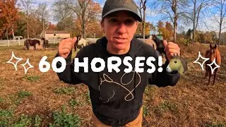 Signs Your Horse Has BAD TEETH!🐴🦷
