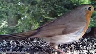 Rotkehlchen - R&oslash;dhals - Robin