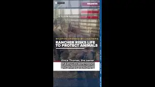 Rancher risks life to protect animals from California wildfire sparked by lightning
