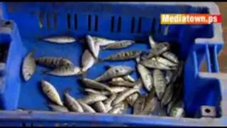 Fish - Gaza