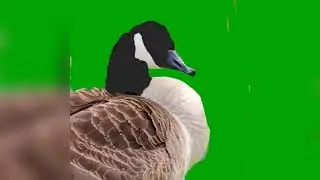 this man saved me from a goose attack - peppered