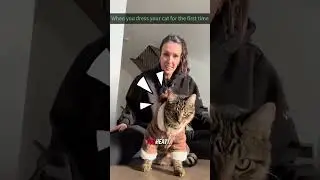 Funniest Cats in Costumes 😂 | The Last one Looks Like a Judge! #shorts #funny #cat