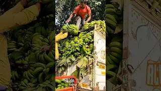 Banana Loding indianfarmertak