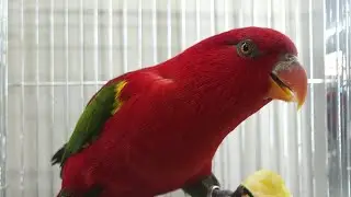 LORI NOIRA - Lorius garrulus - Chattering Lory