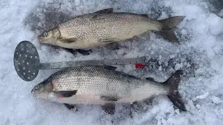 Whitefish Rig, Rod, Reel, and Line
