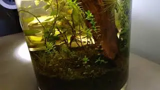 1 month old - Walstad Method tank (Neoheterandria elegans)