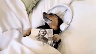 𝑷𝒍𝒂𝒚𝒍𝒊𝒔𝒕 지금 들으면 딱 좋은 노래 알려줄 개🎧