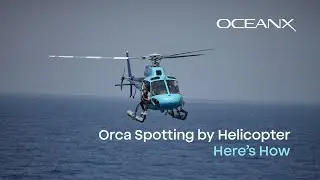 Поиск с высоты птичьего полёта с OceanX: 360&deg; вертолётная съемка косаток в Индонезии