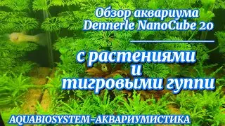 Обзор красочного аквариума Dennerle NanоСube 20 с растениями и тигровыми гуппи через три месяца.