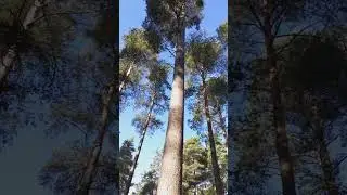 Step outside a minute... #nature #outdoors #stressrelief #scotland #shorts