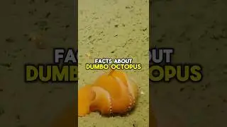 DUMBO OCTOPUS FACTS! #shorts #short #facts #animals #ocean #fish #nature #subscribe #shortvideo