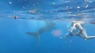 &ldquo;Cebu&rsquo;s Giant Surprise &mdash; OMG, Whale Shark Sighting! 🐋✨&rdquo;