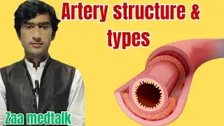 Artery | structure | types and clinical anatomy