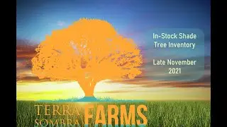 Native Texas Shade Tree LIner Inventory | Nov 2021 | Terra Sombra Farms