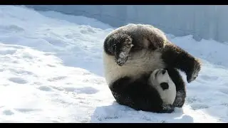 Panda st&uuml;rzt in den Schnee