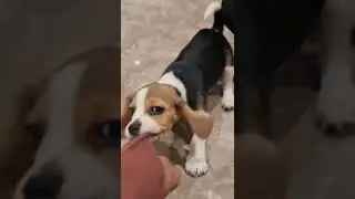 Woofz &mdash; приложение, которое необходимо всем владельцам собак #шорты
