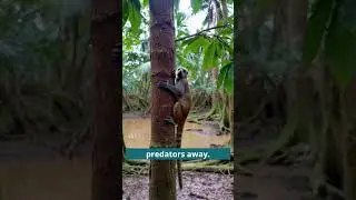 How Do Sloths Survive Without Moving Much?
