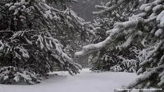 Snowfall & Wind Sounds ❄️ Winter Forest Ambience for Deep Sleep & Relaxation