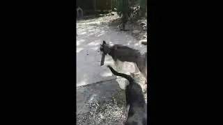SLED DOG RESCUE : Leila teaching pups to misplace the items =)