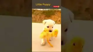 Cute Puppy #FunnyAnimalVideos #CatVideos #DogVideos