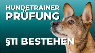 Hundetrainer-Prüfung: der Ablauf