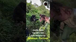 Gorilla Pulls Tourist&rsquo;s Hair&mdash;Gets Slapped by Jealous Partner! #viral #reels