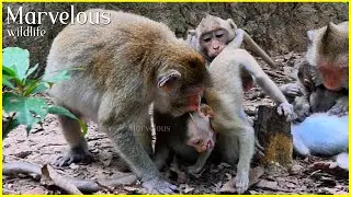O/h...! Little Vitchie u/nacceptablee with old Jane's nonconsensual @cts, Jane's family story