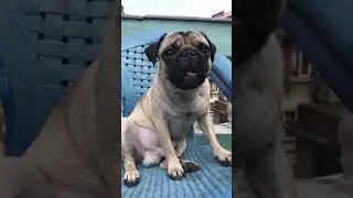 Pug Eating Chicken